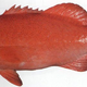 Illustration for article titled These fish could be harbingers of a major human health crisis